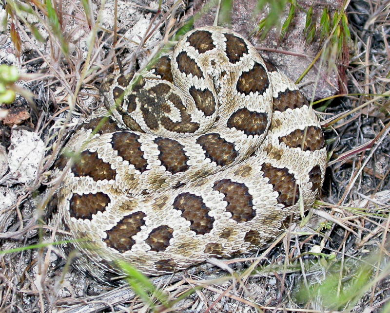 Juvenile Great Basin Rattlesnake (Crotalus oreganus lutosus)