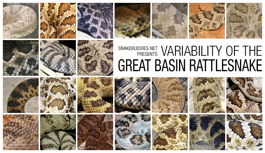 Variability of the Great Basin Rattlesnake