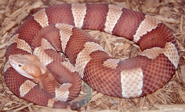 Photo by John White Broad-Banded Copperhead from Texas