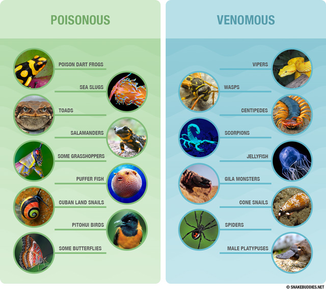 Poisonous and Venomous examples