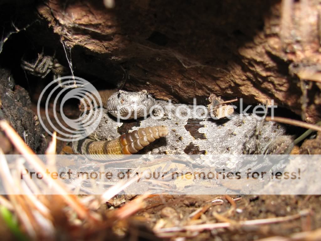 Banded Rock Rattlesnake (Crotalus lepidus)