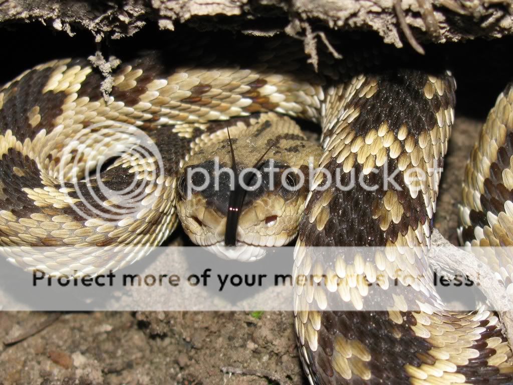 Blacktail Rattlesnake (Crotalus molossus)