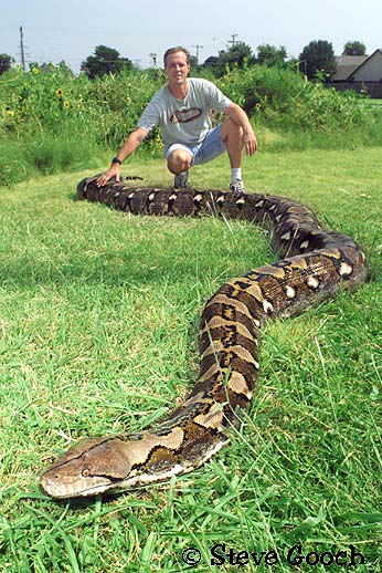 reticulated python - longest snake in the world