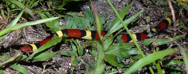 Scarlet Kingsnake (Lampropeltis triangulum elapsoides)