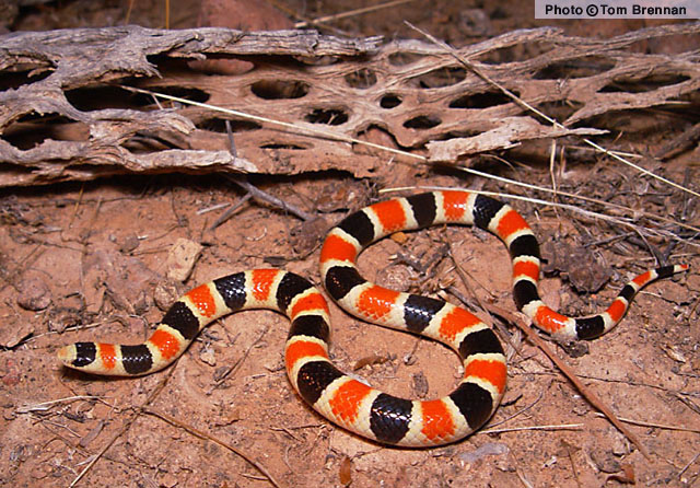 Sonoran Shovel-nosed Snake