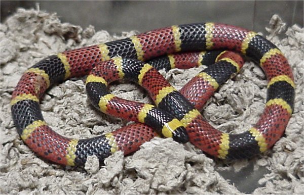 Texas Coral Snake (Micrurus tener)