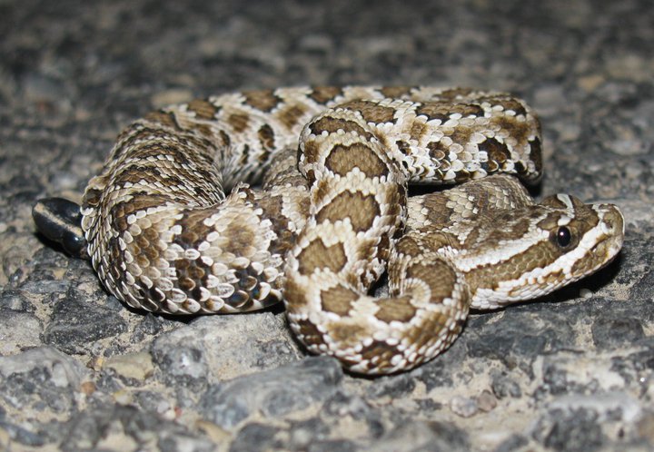 Great Basin Rattlesnake baby