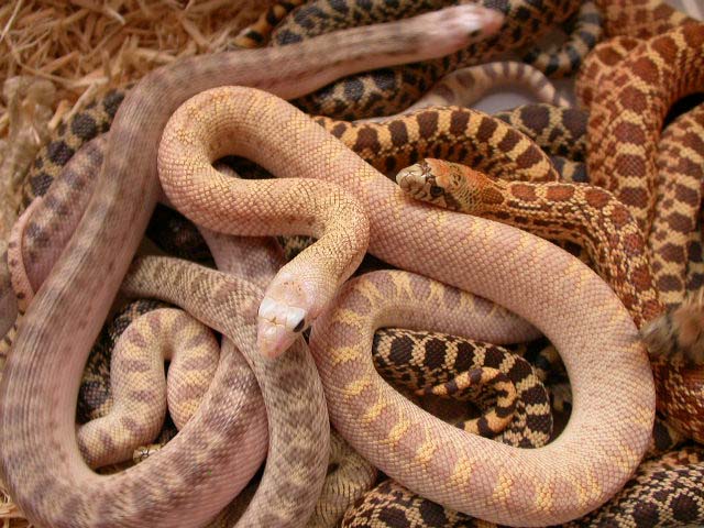 The Best Pet Snake for a Beginner… | Snake Buddies