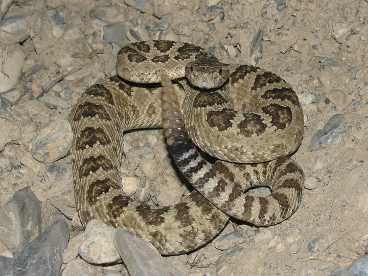 Brown Great Basin Rattlesnake (Crotalus oreganus lutosus)