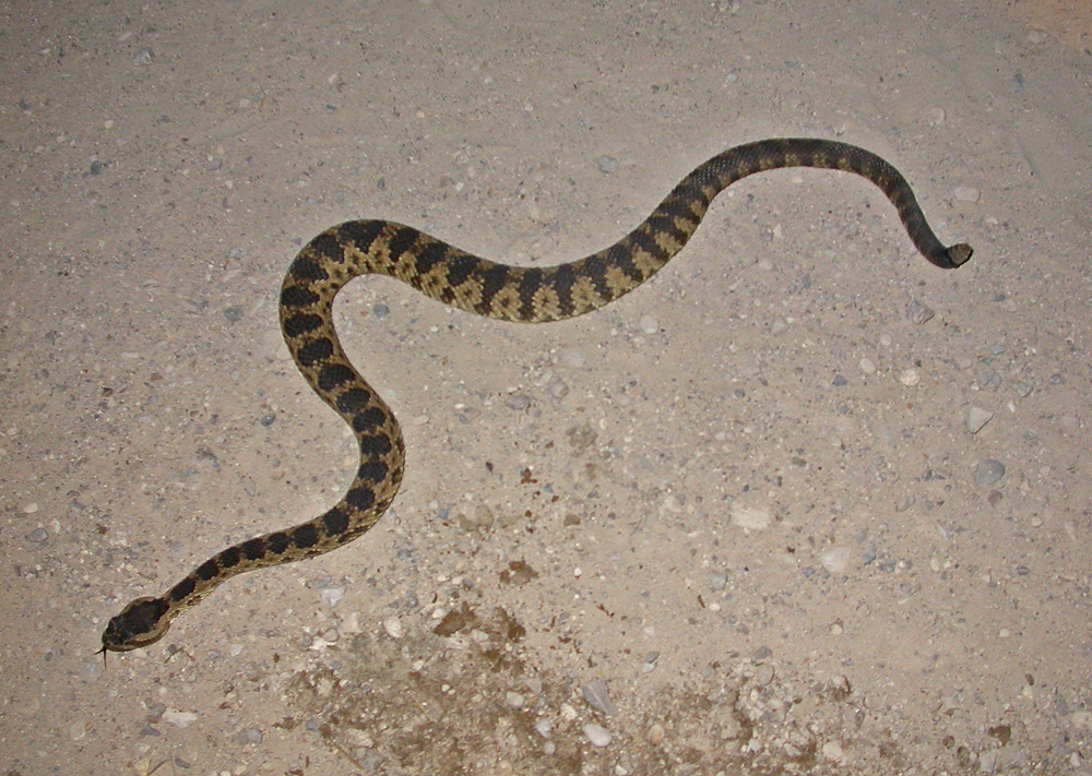 Abberant Great Basin Rattlesnake (Crotalus oreganus lutosus)