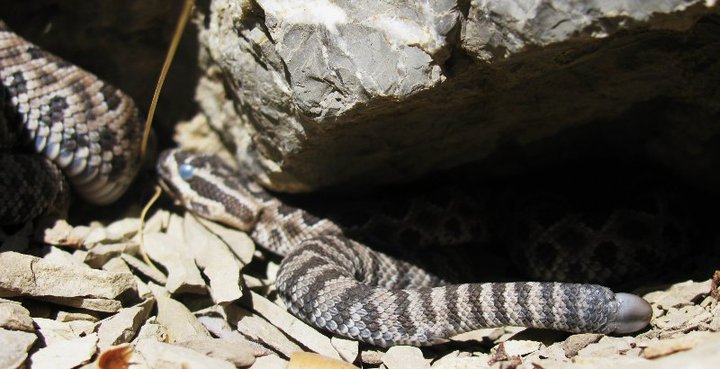 Baby rattlesnake in the blue
