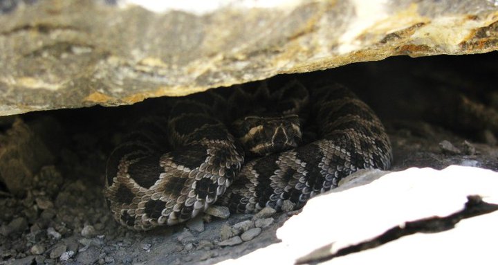 Baby Great Basin Rattlesnake (Crotalus oreganus lutosus)