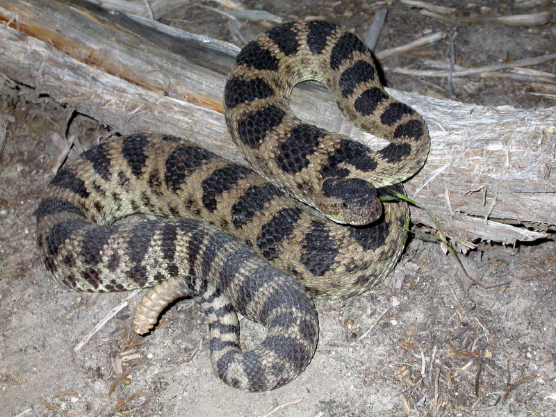Dark Great Basin Rattlesnake (Crotalus oreganus lutosus)