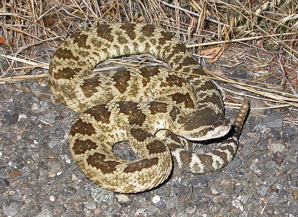 Hybrid rattlesnake