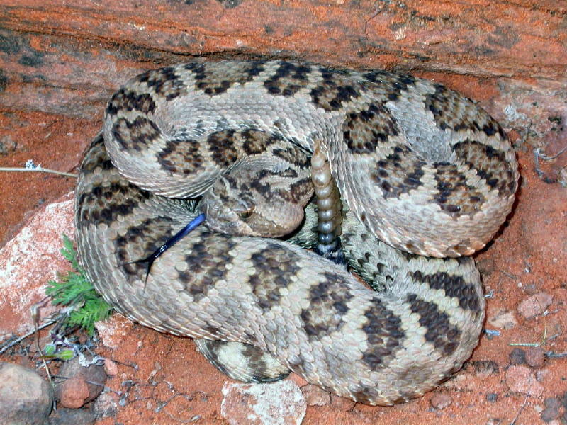 odd Great Basin Rattlesnake (Crotalus oreganus lutosus)