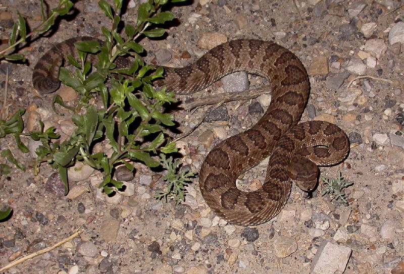 red Great Basin Rattlesnake (Crotalus oreganus lutosus)