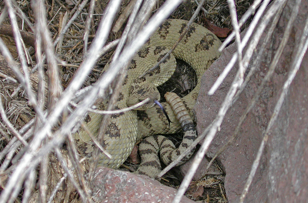 light green Great Basin Rattlesnake (Crotalus oreganus lutosus)