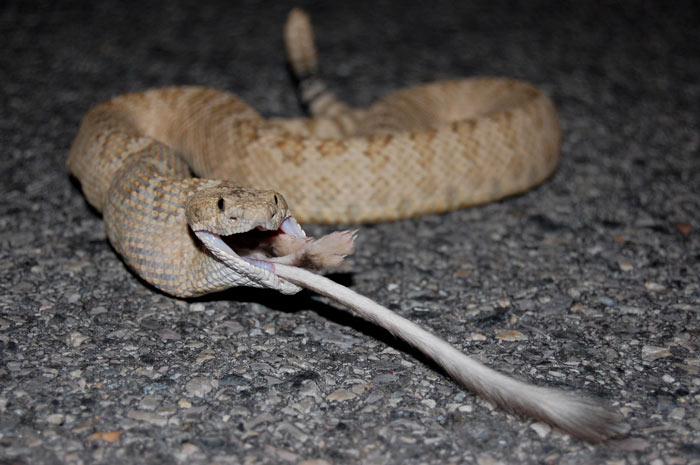 Orange Great Basin Rattlesnake eating