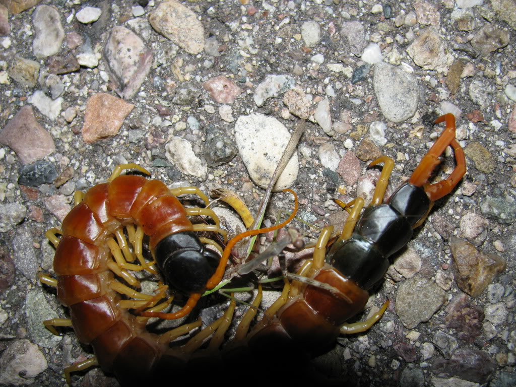 Giant Desert Centipede eating Praying Mantis