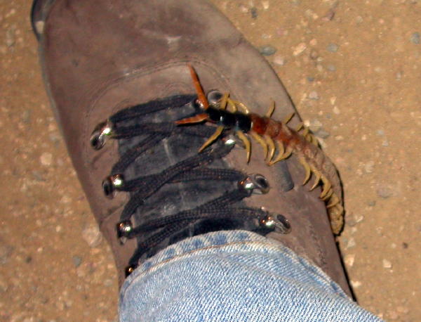 Giant Desert Centipede