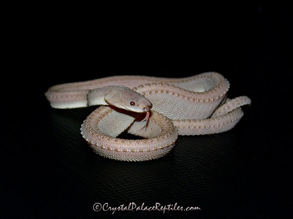 Albino Dragon Snake