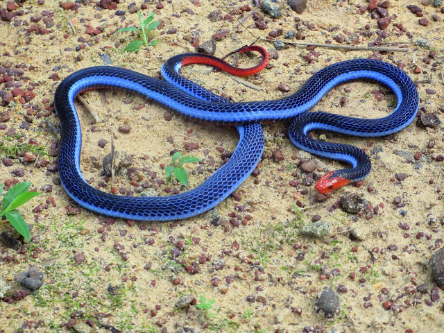 Malaysian Blue Coral Snake  -  Maticora bivirgata