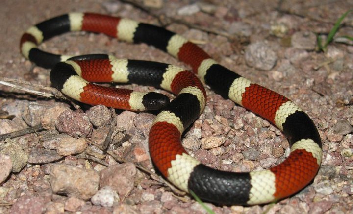 Is this Snake Venomous? What to Look for when Dealing with Snakes ...