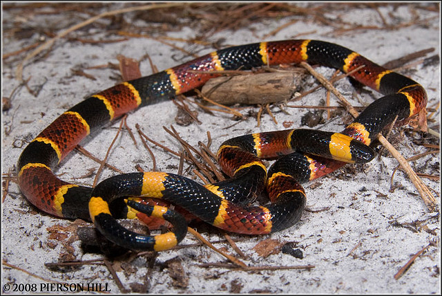 Photo by Pierson Hill Eastern Coral Snake