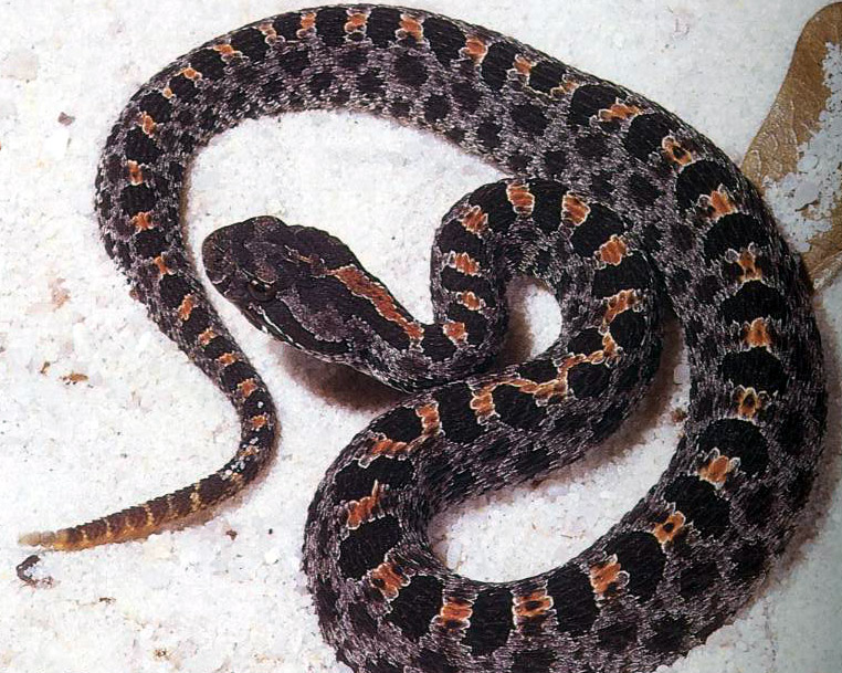 Dusky Pygmy Rattlesnake - Sistrurus miliarius