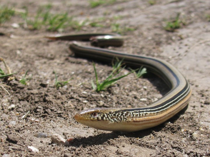 Is this Snake Venomous? What to Look for when Dealing with Snakes ...