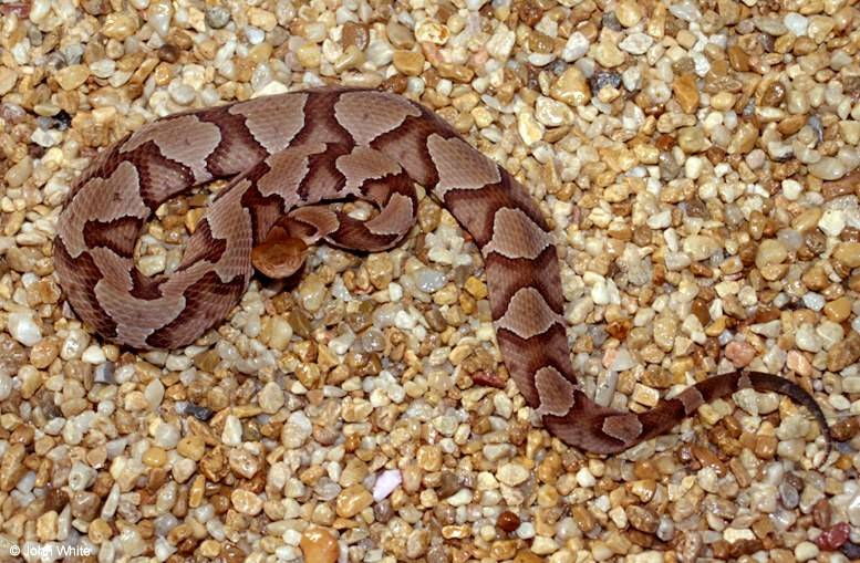 Photo by John White This is a beautiful Northern Copperhead