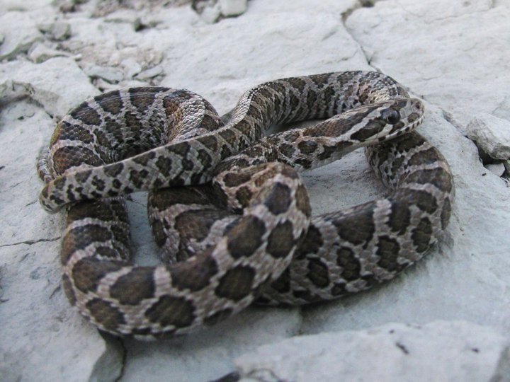 Is this Snake Venomous? What to Look for when Dealing with Snakes ...