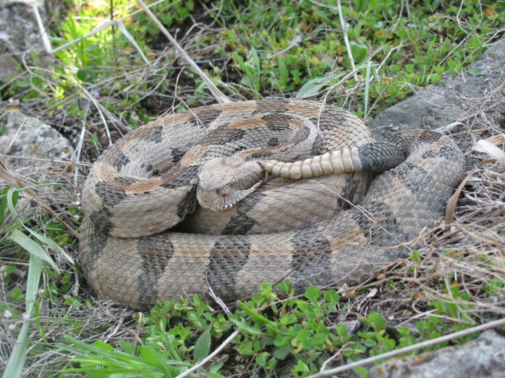 Photo by Jamison Hensley Timber Rattlesnake - Crotalus horridus