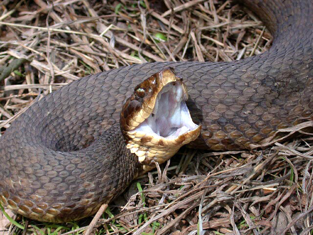 Photo by Steve Metz Western Water Moccasin showing why it got the name Cotton Mouth