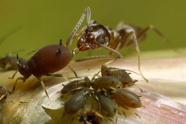 Aphid and Ant Symbiosis