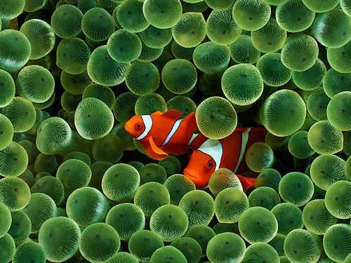 Clown fish and Anemone