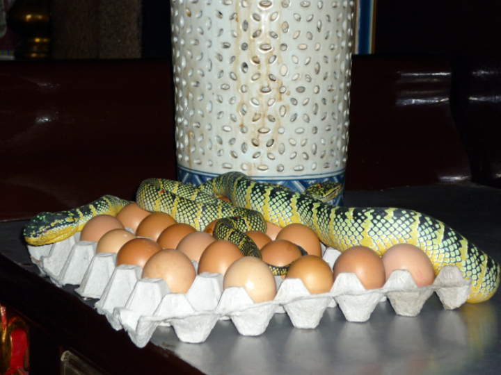 Offering of eggs presented to the Wagler's Vipers in Snake Temple