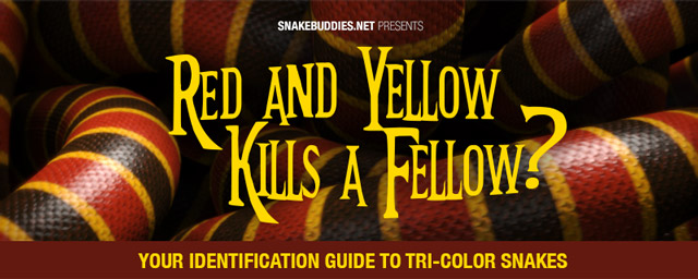Red and yellow kills a fellow. Distinguishing coral snakes.