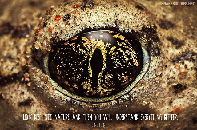 Toad Eye Wallpaper - Einstein Quote