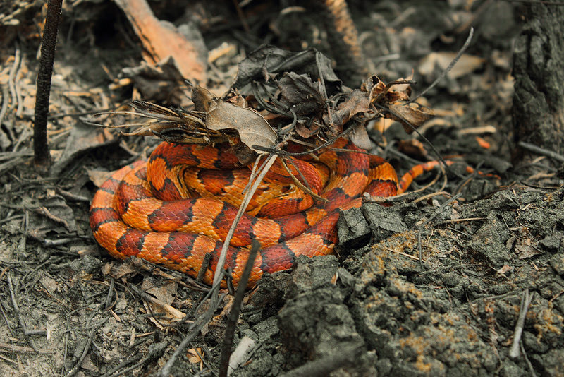 Corn Snake by Mike D. Martin