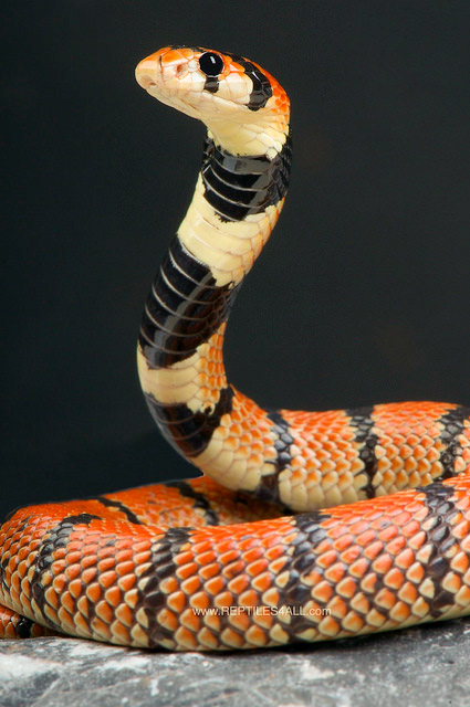 Cape Coral Snake by Reptiles4all.com