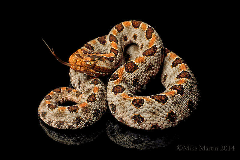 Carolina Pygmy Rattlesnake by Mike D. Martin