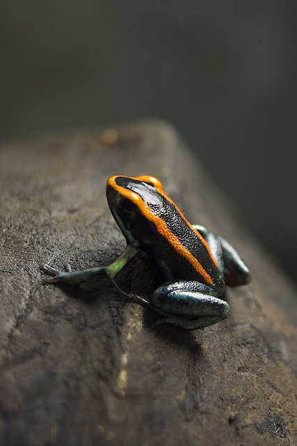 Poison Dart Frog by "m.marinha.m"