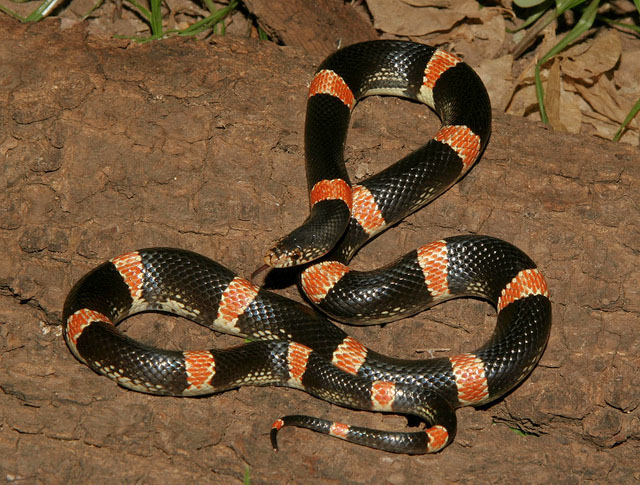 Mexican Long-nosed Snake by Cowyeow