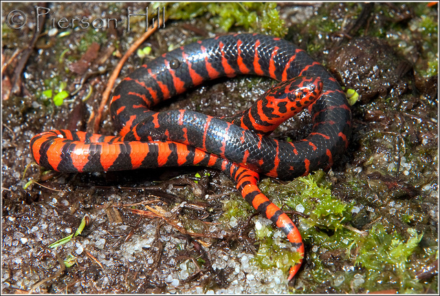 Eastern Mud Snake by Pierson Hill