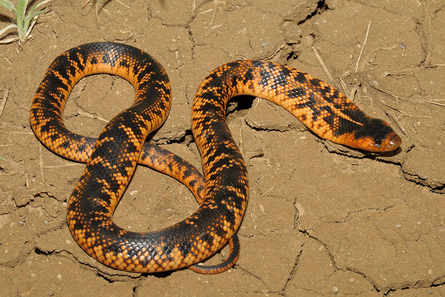 Collett's Snake by Gary Stephenson
