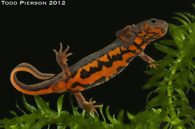 Fire-bellied Newt by Todd Pierson