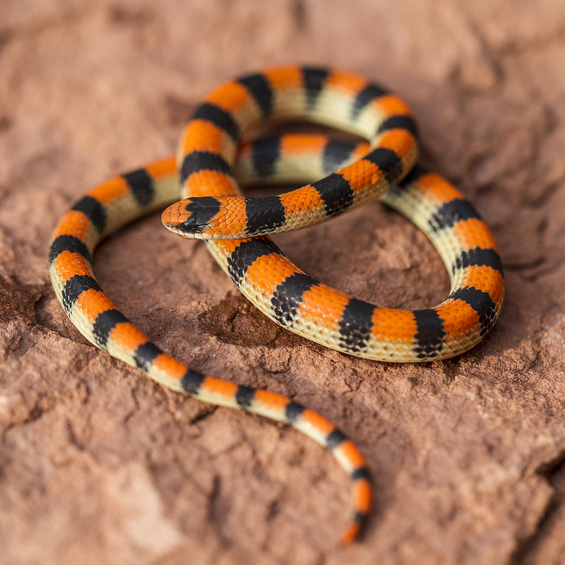 Variable Ground Snake by Eric Gofreed