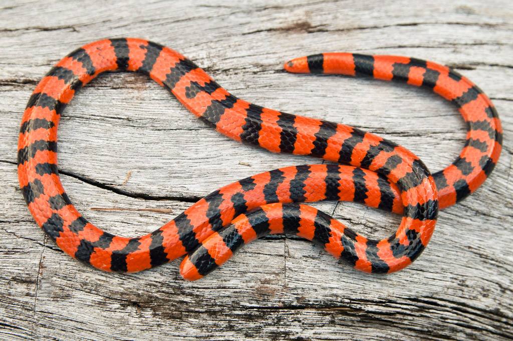 Coral Pipe Snake by Andrew Snyder
