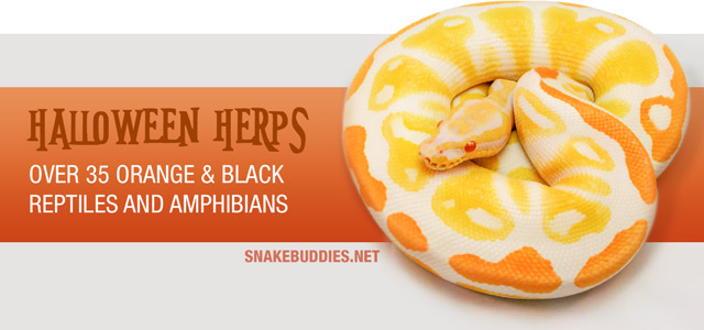 halloween herps